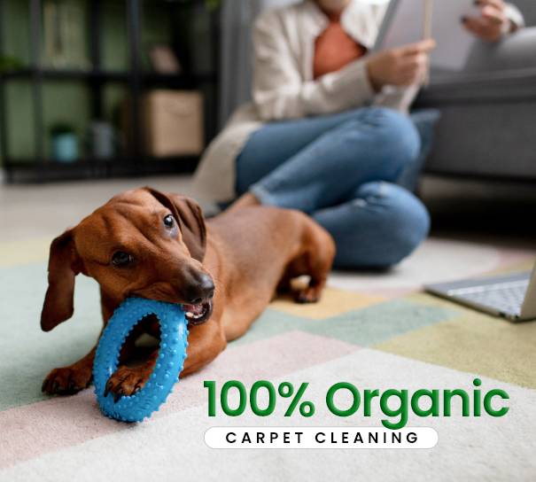 Pet Safe Cleaning