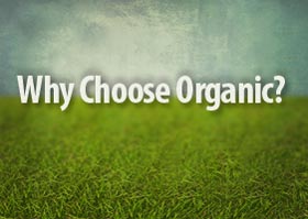 organic carpet cleaning